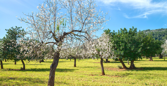 Properties for sale Bunyola,real estate Bunyola,real estate mallorca,villa for sale Bunyola,mallorca magazin,finca for sale mallorca,finca for sale Bunyola,luxury real estates Bunyola,house for sale Bunyola,apartment for sale Bunyola,villa for sale mallorca,house to buy Bunyola