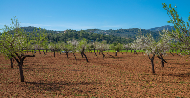 Properties for sale Bunyola,real estate Bunyola,real estate mallorca,villa for sale Bunyola,mallorca magazin,finca for sale mallorca,finca for sale Bunyola,luxury real estates Bunyola,house for sale Bunyola,apartment for sale Bunyola,villa for sale mallorca,house to buy Bunyola