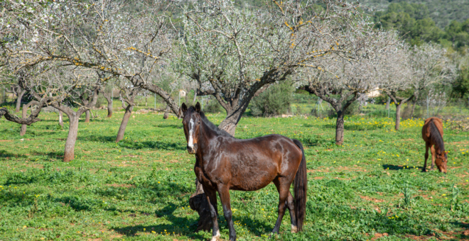 Properties for sale Bunyola,real estate Bunyola,real estate mallorca,villa for sale Bunyola,mallorca magazin,finca for sale mallorca,finca for sale Bunyola,luxury real estates Bunyola,house for sale Bunyola,apartment for sale Bunyola,villa for sale mallorca,house to buy Bunyola