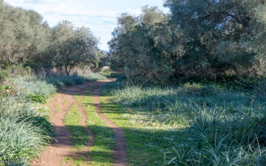 5209- Finca in Vilafranca De Bonany34